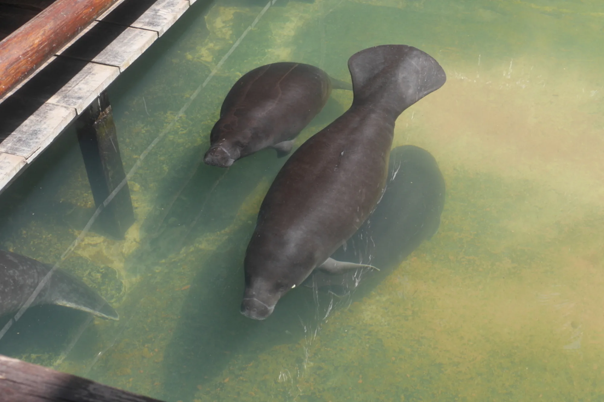 Amazonian Manatee