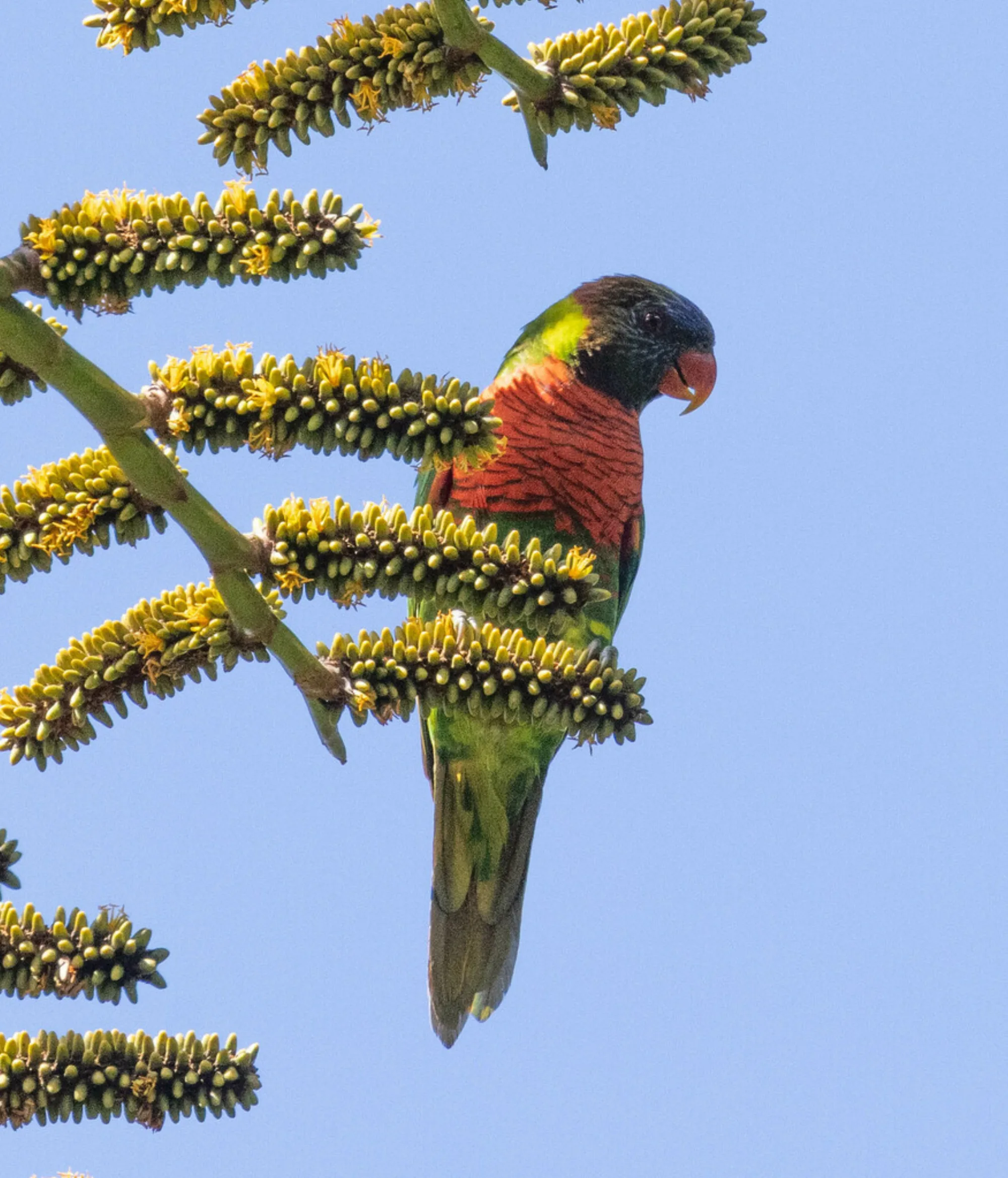 Coconut Lorikeet
