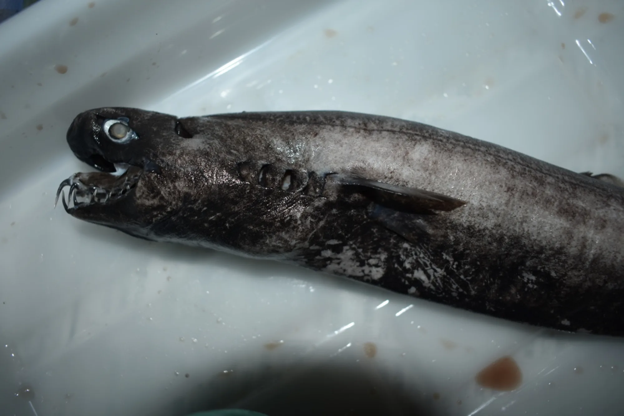 Viper Dogfish