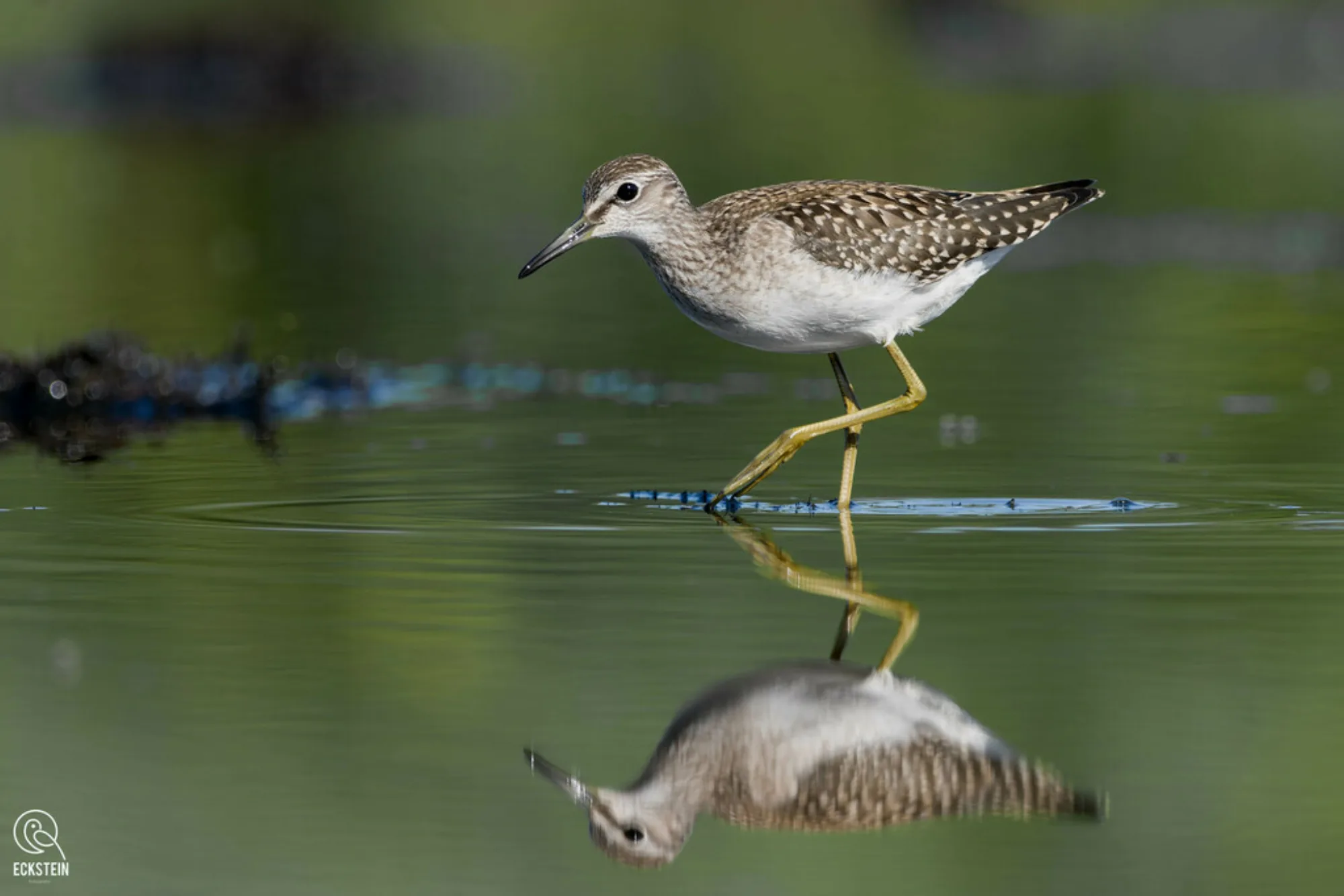 Wood Sandpiper