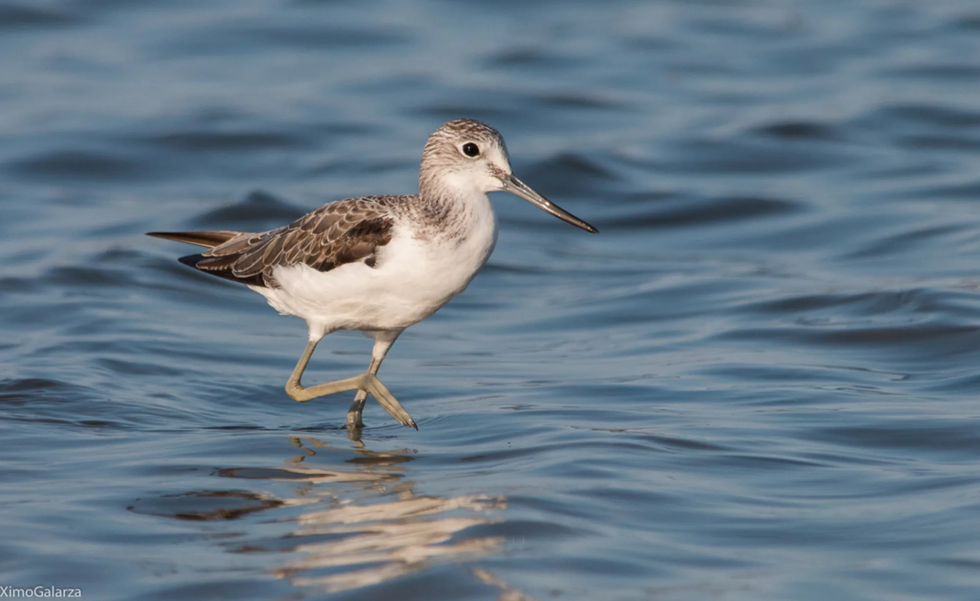Common Greenshank