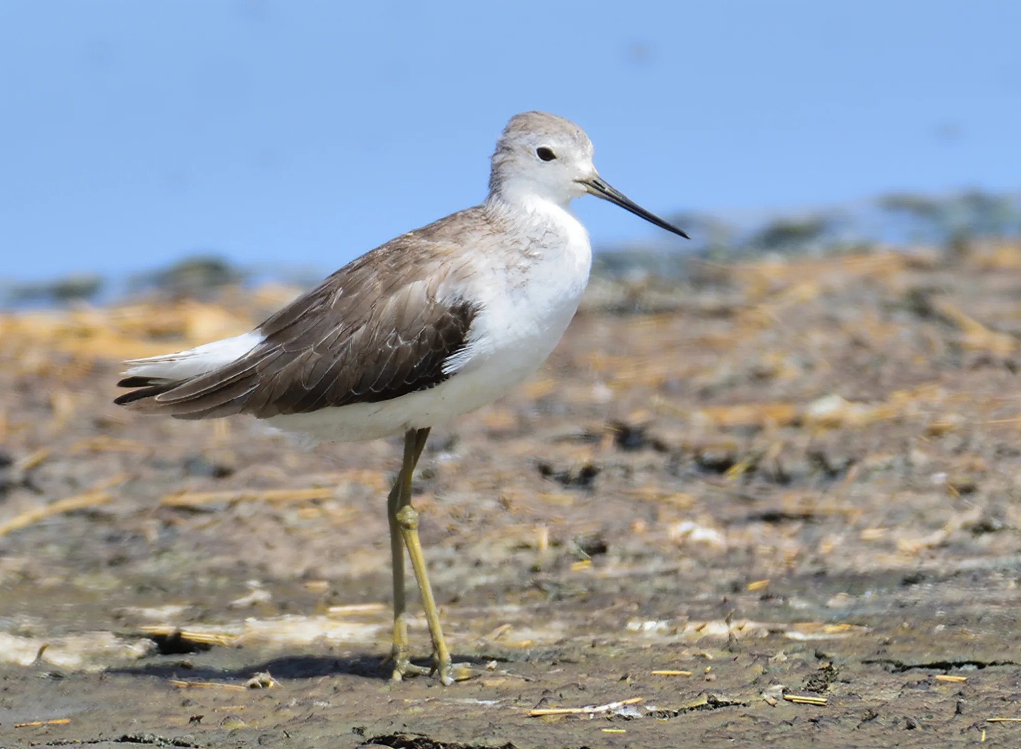 Marsh Sandpiper