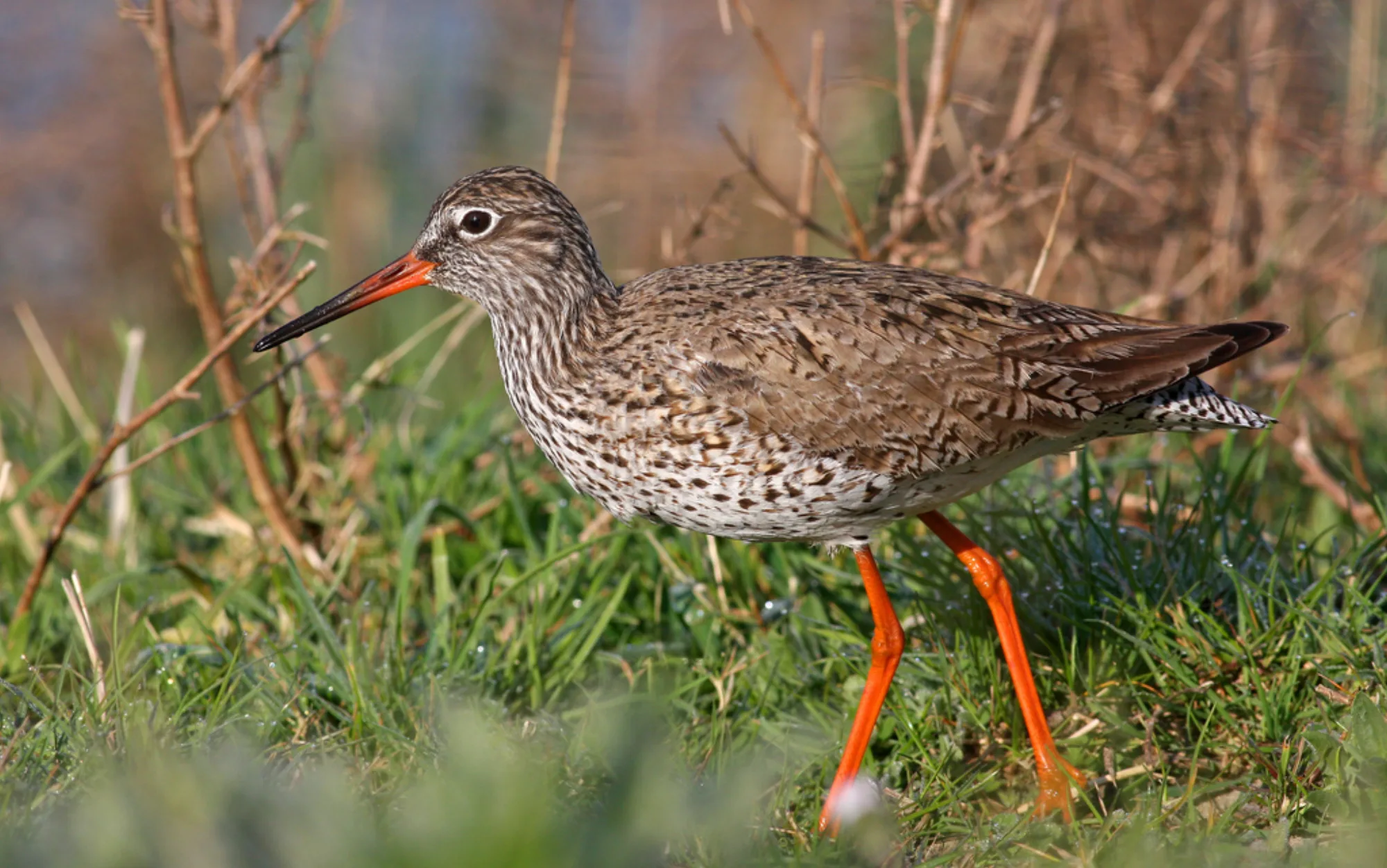 Common Redshank