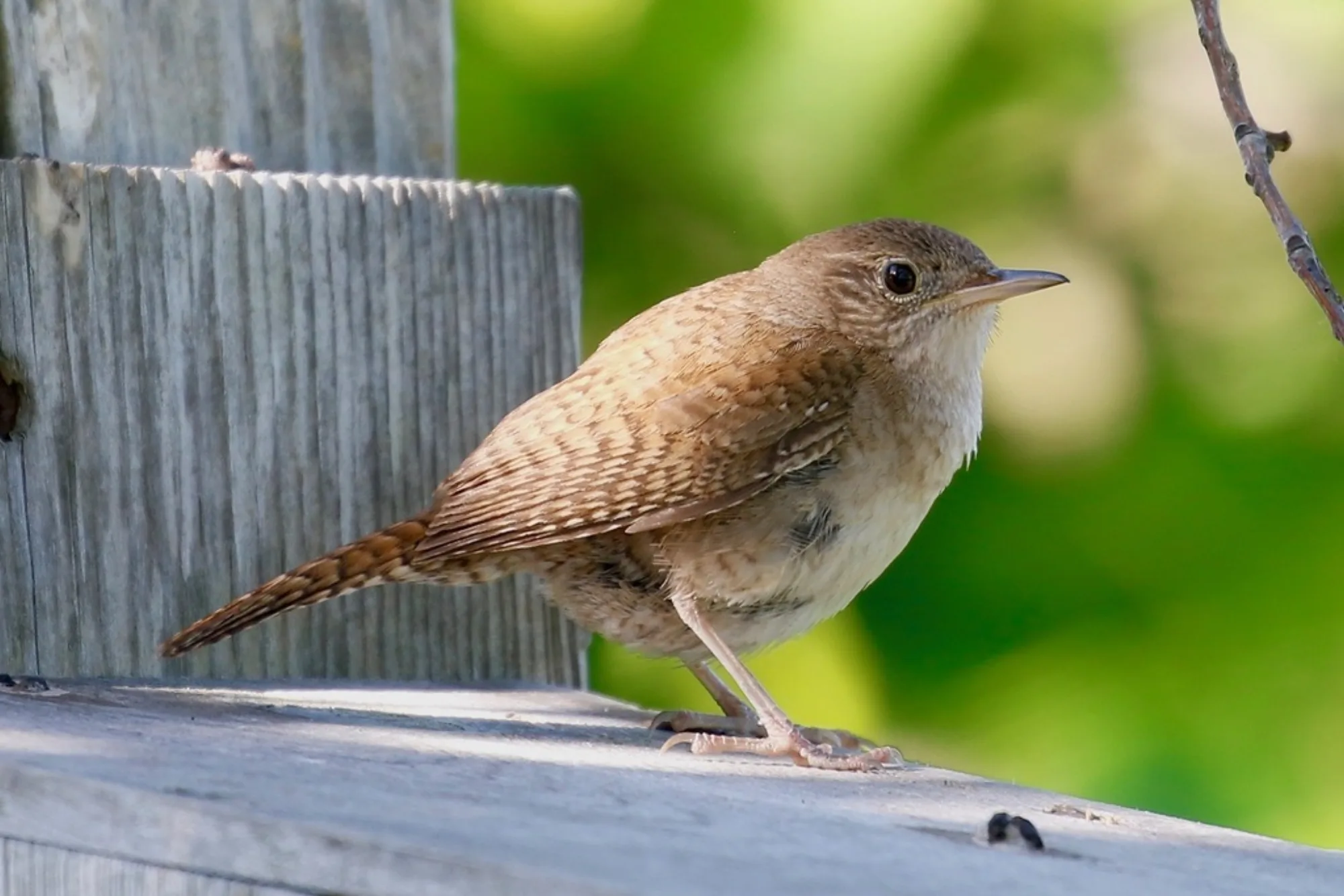 House Wren