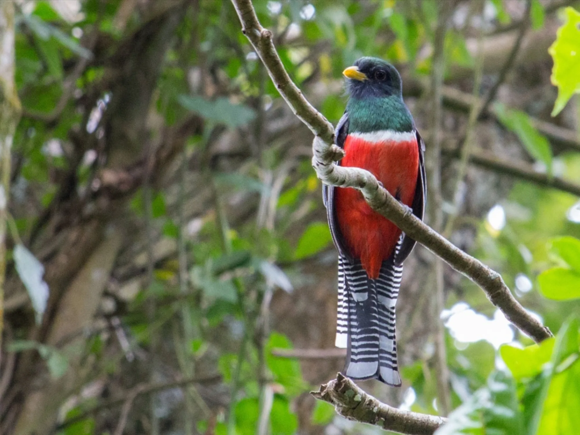 Collared Trogon