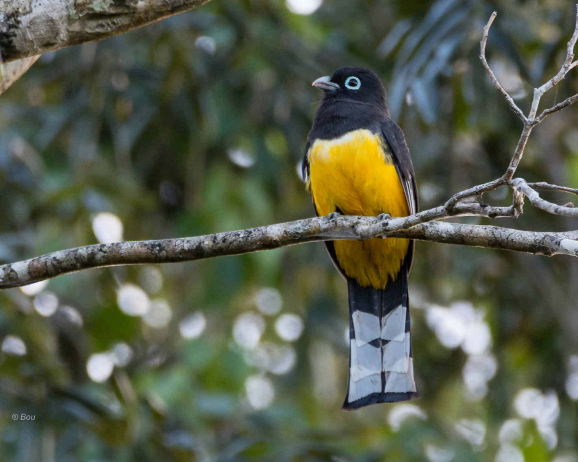 Black-headed Trogon
