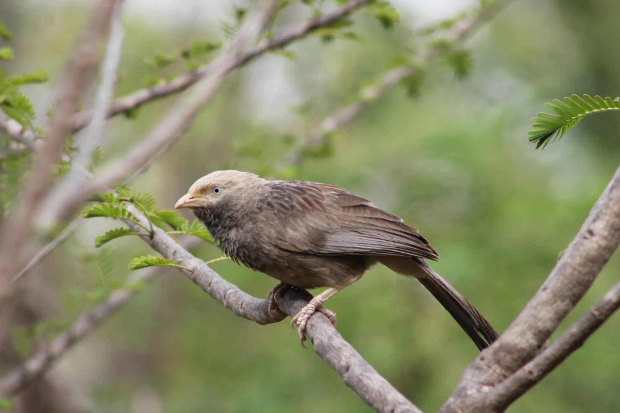 Yellow-billed Babbler