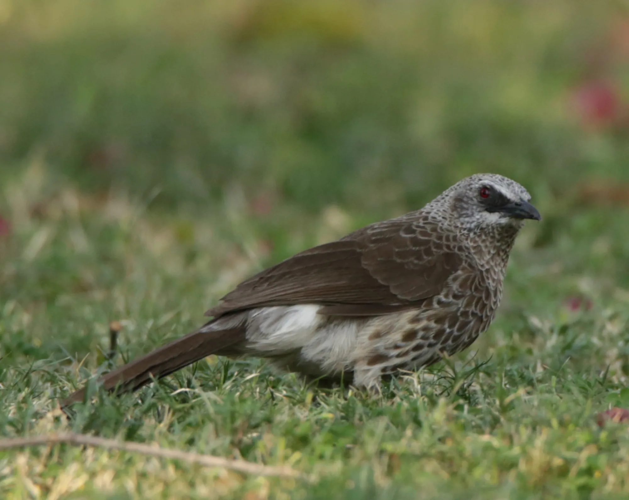 Hartlaub's Babbler