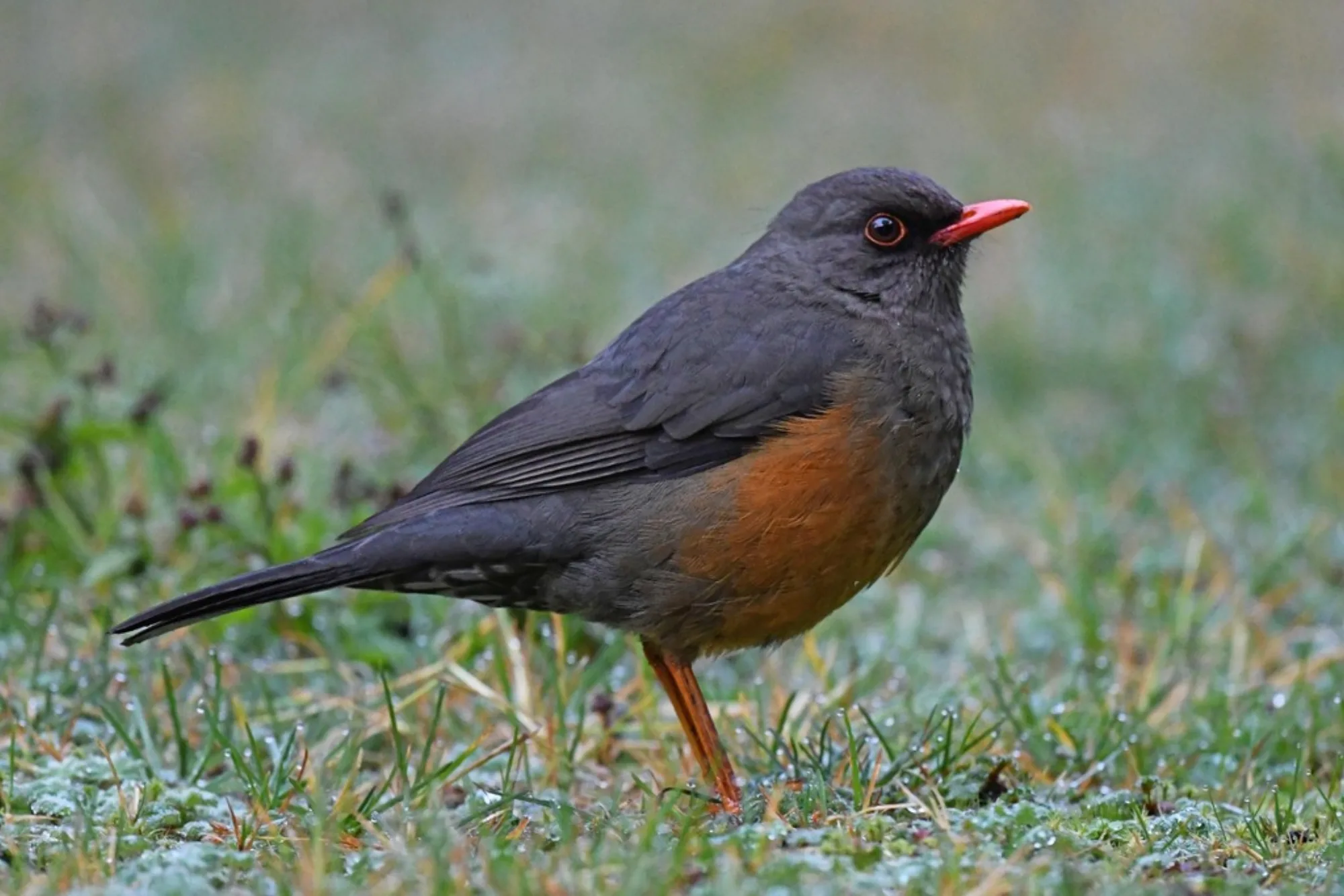 Abyssinian Thrush