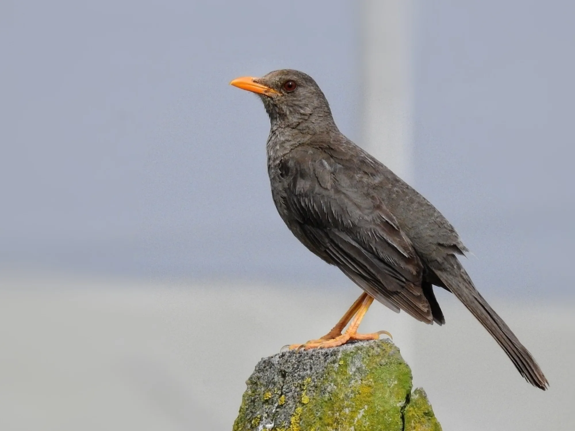 Chiguanco Thrush