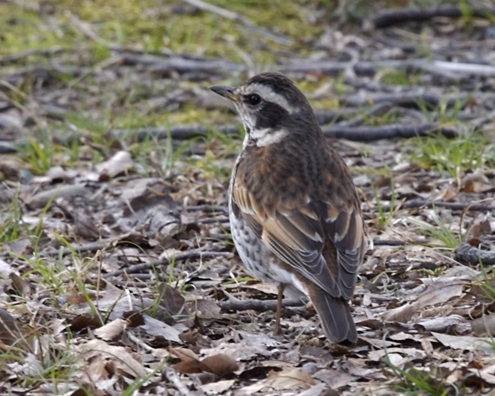 Dusky Thrush