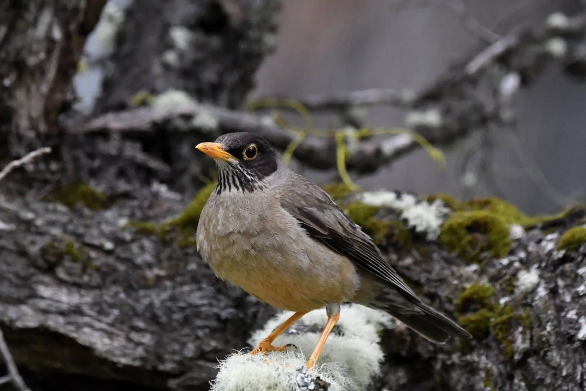 Austral Thrush