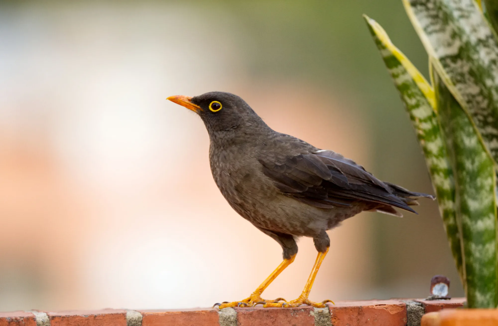 Great Thrush
