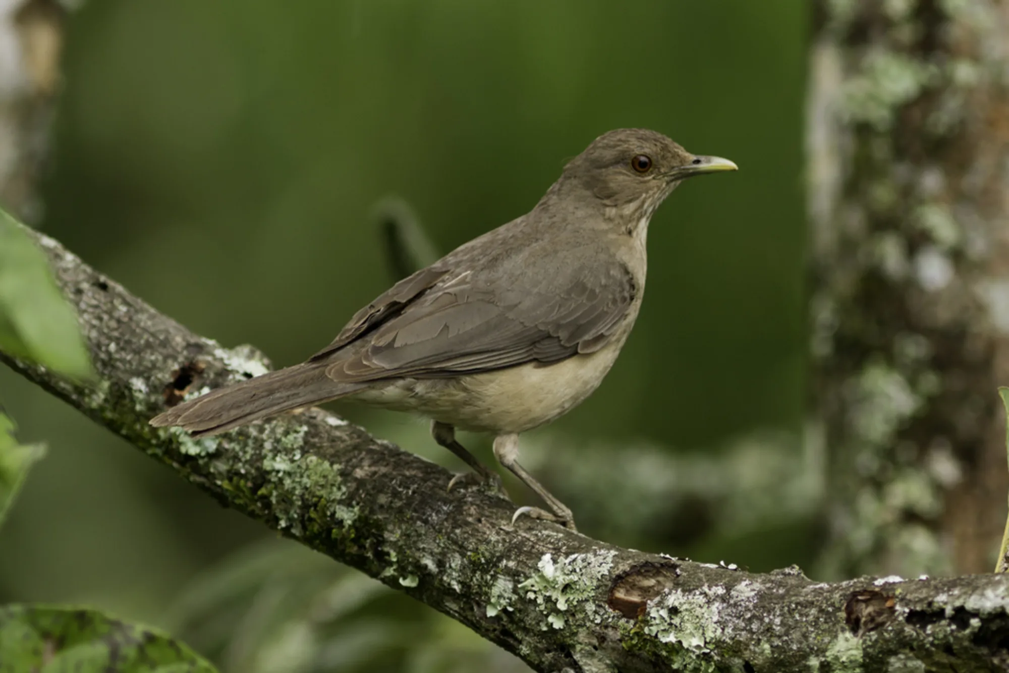 Clay-colored Thrush