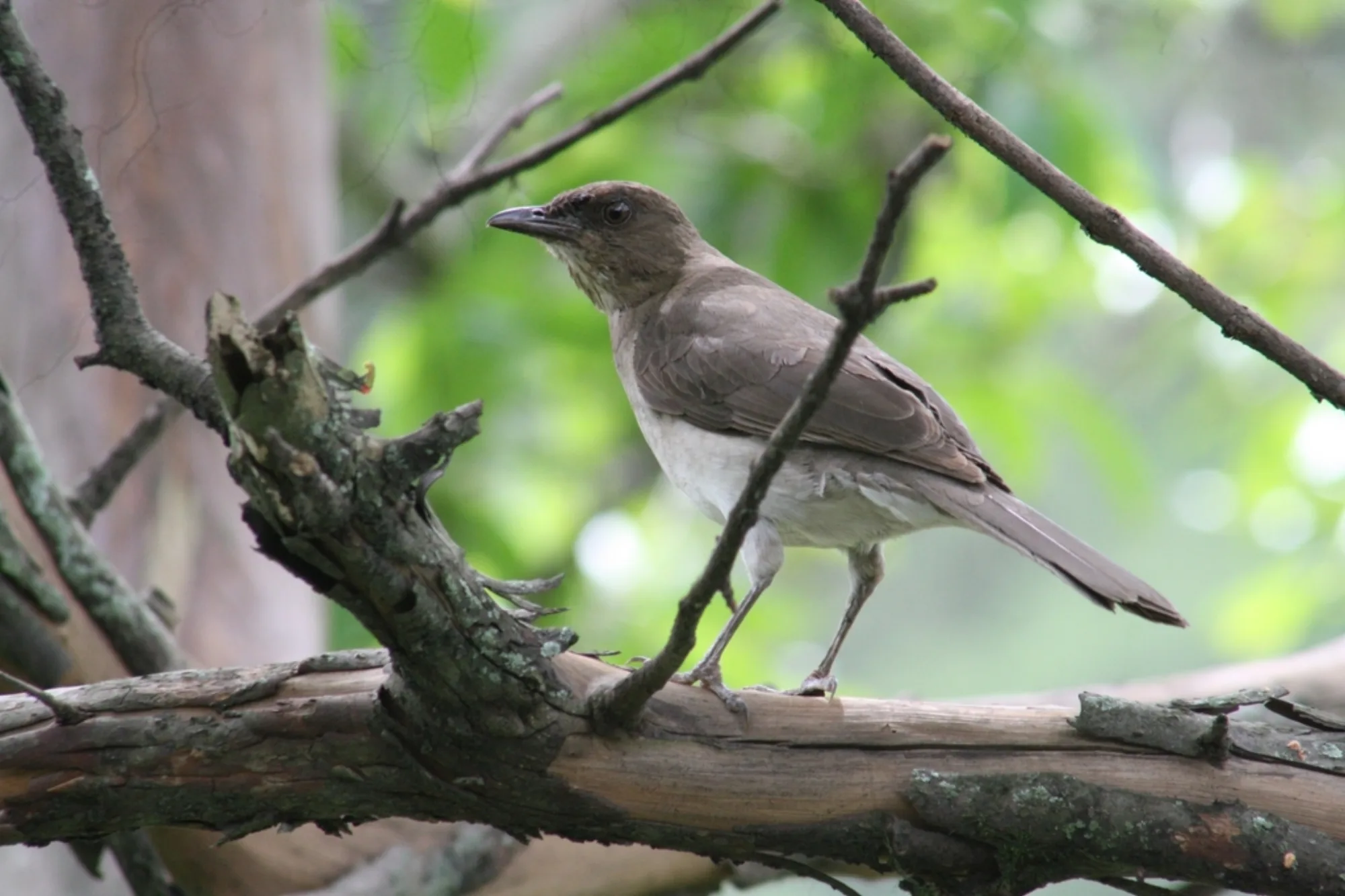 Black-billed Thrush