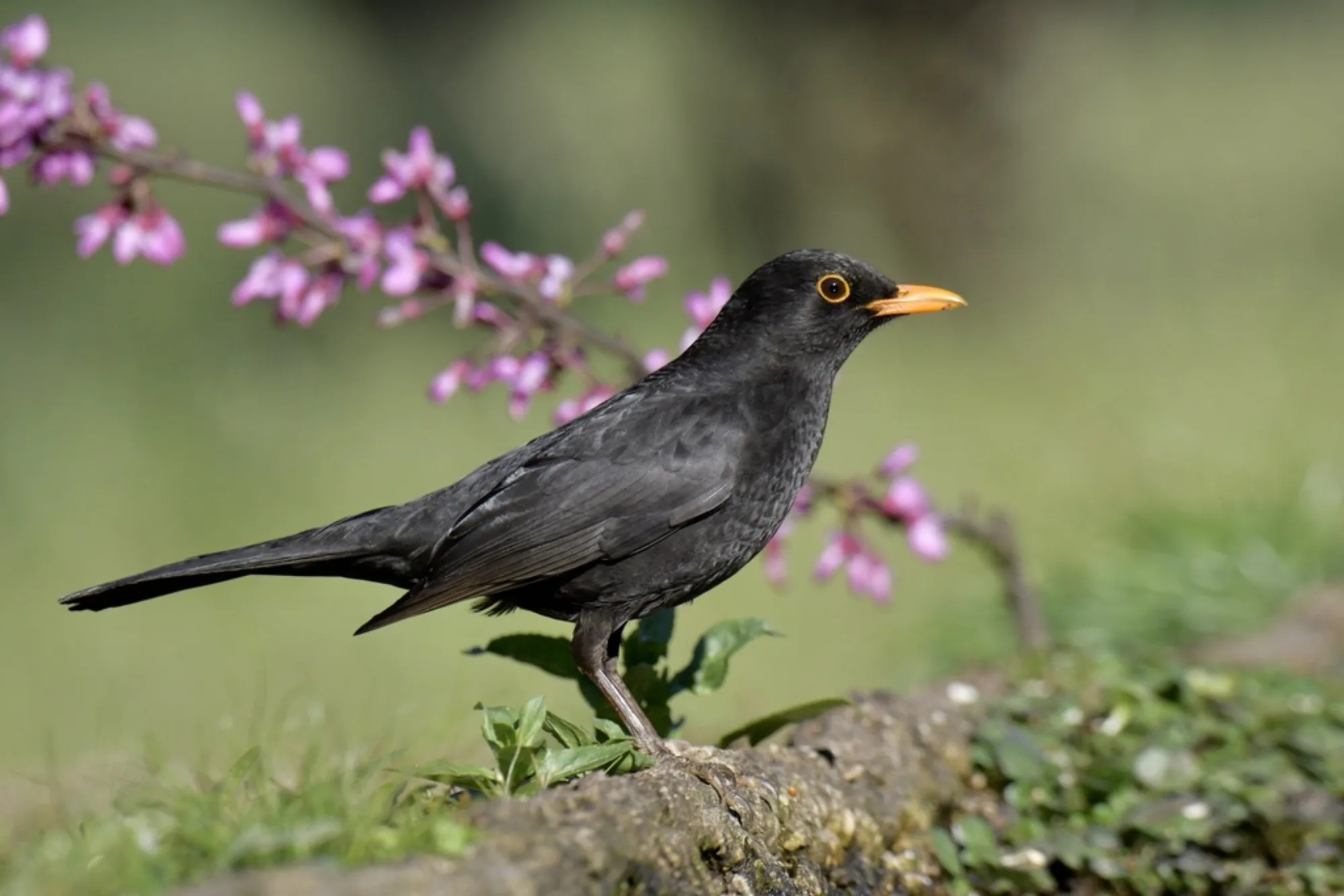 Common Blackbird