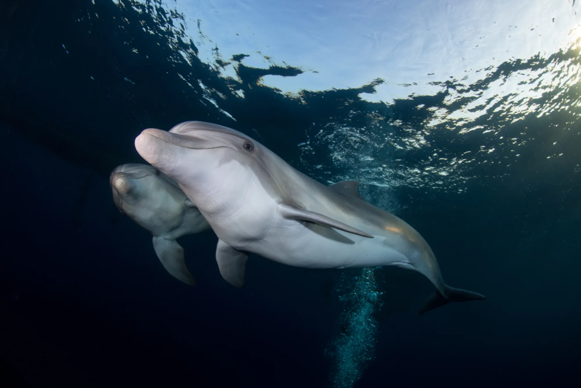 Indo-Pacific Bottlenose Dolphin