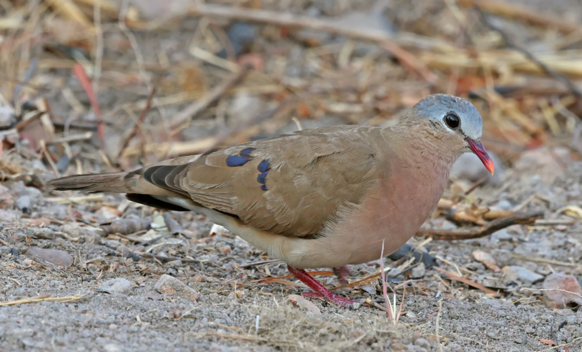 Blue-spotted Wood Dove