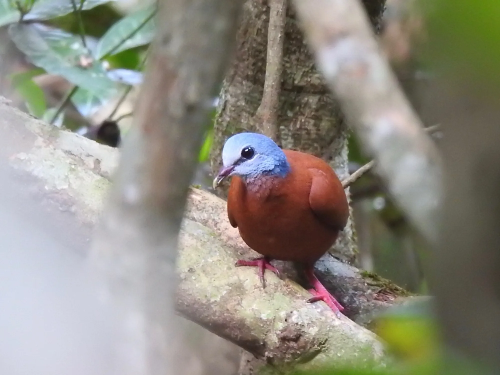 Blue-headed Wood Dove