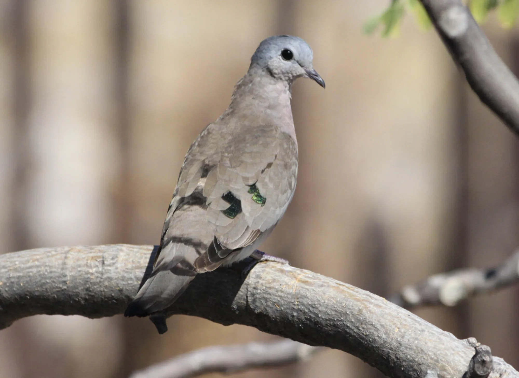 Emerald-spotted Wood Dove