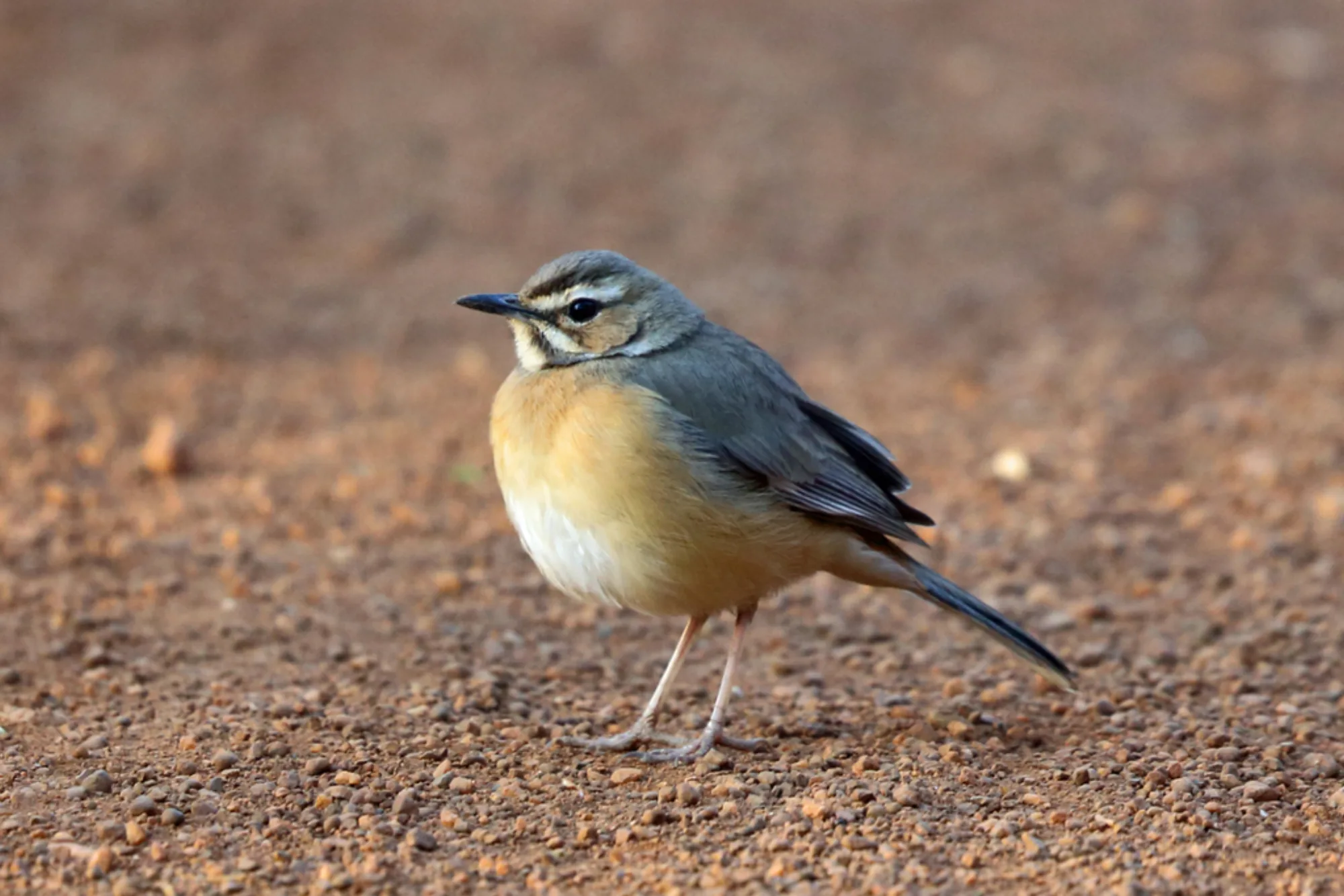 Miombo Scrub-Robin