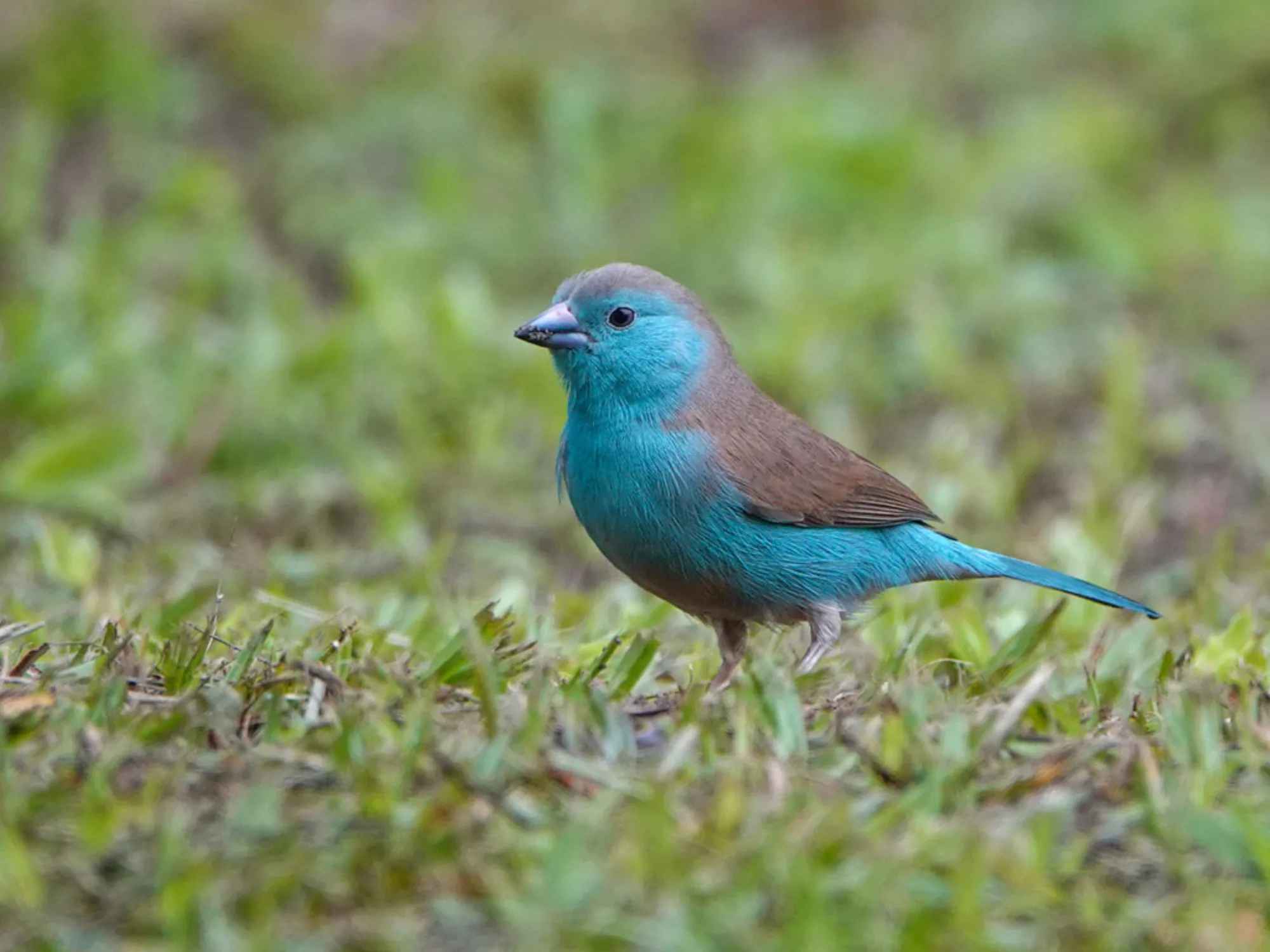 Blue Waxbill