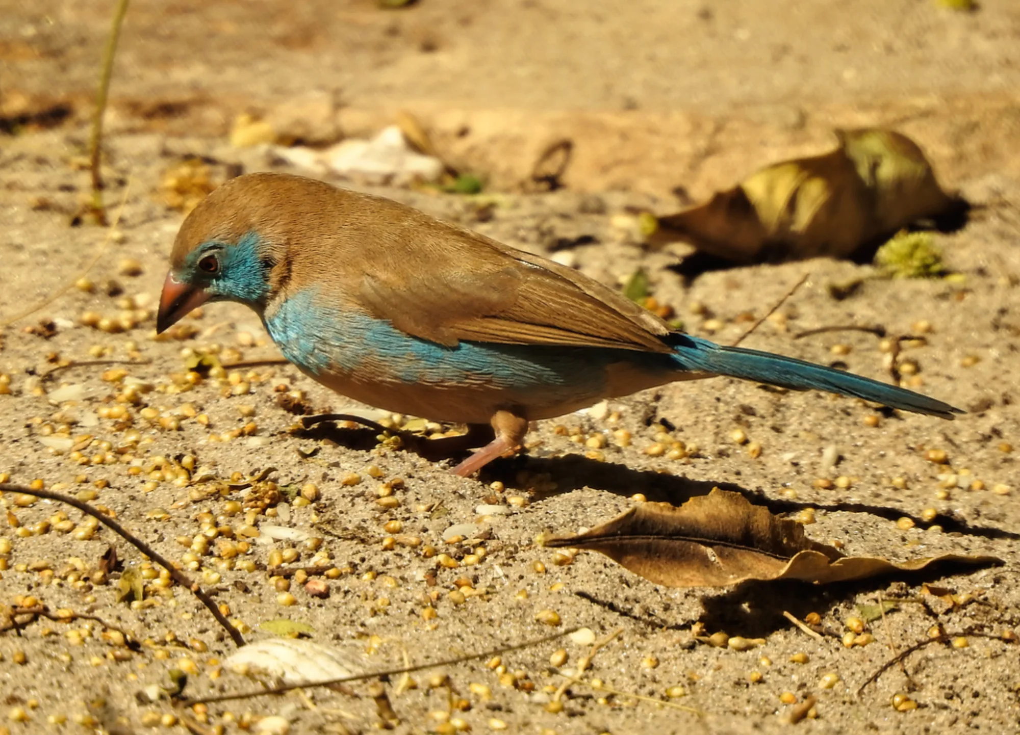 Red-cheeked Cordon-bleu