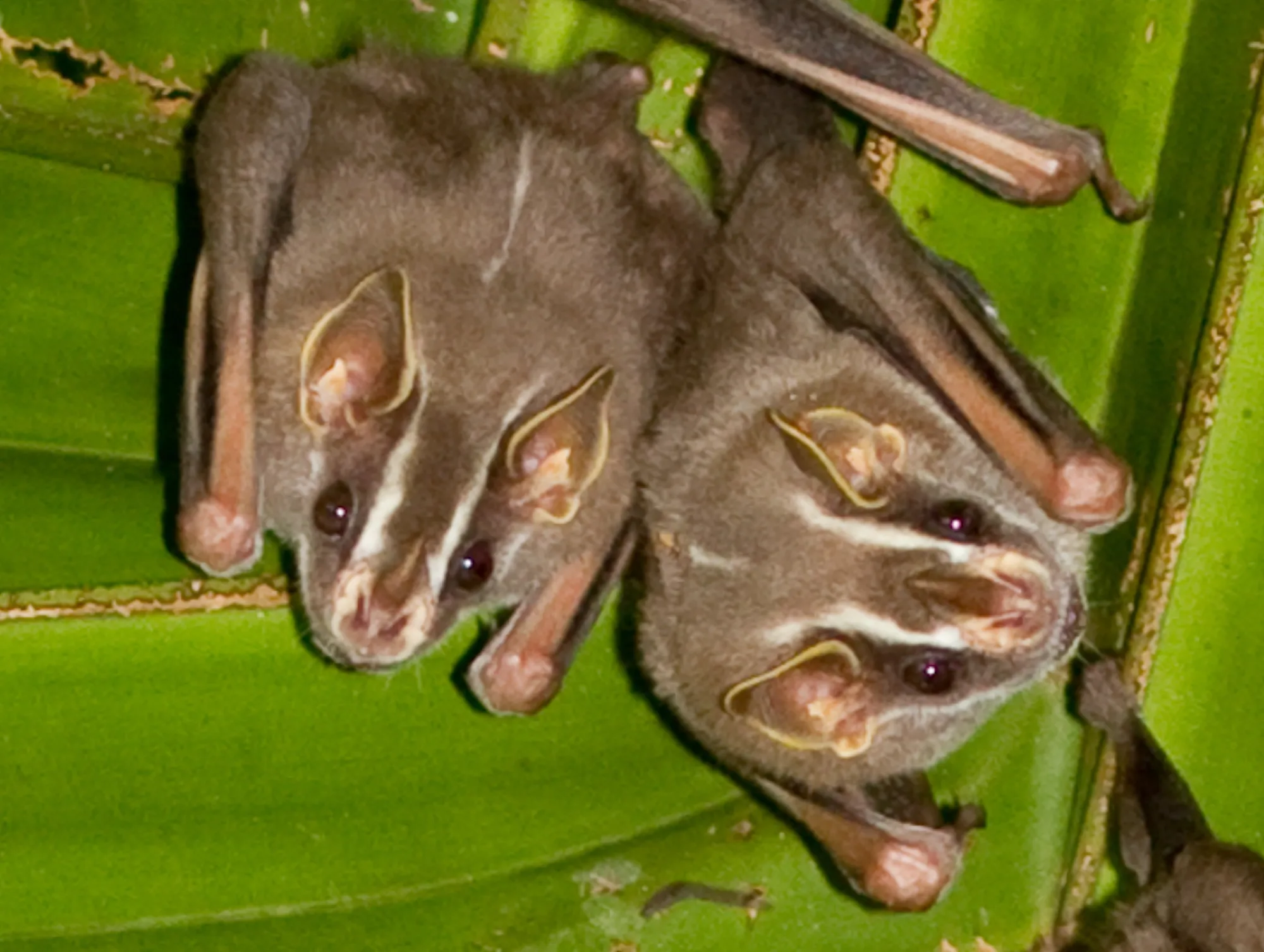 Common Tent-making Bat