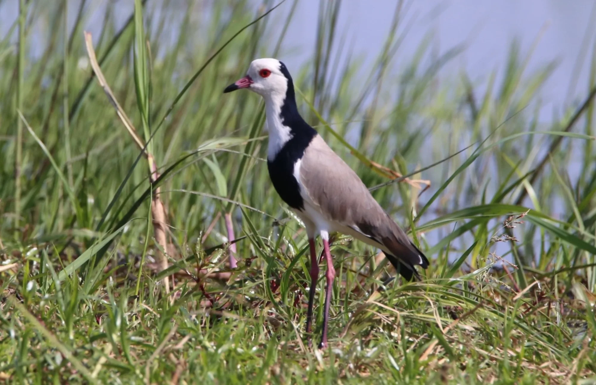 Long-toed Lapwing