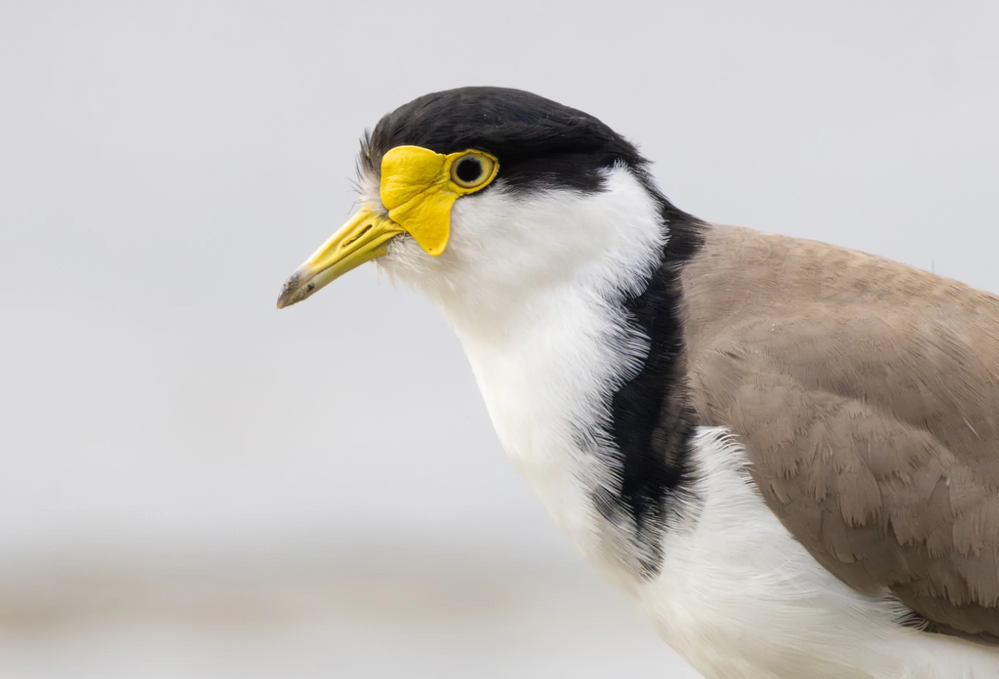 Masked Lapwing