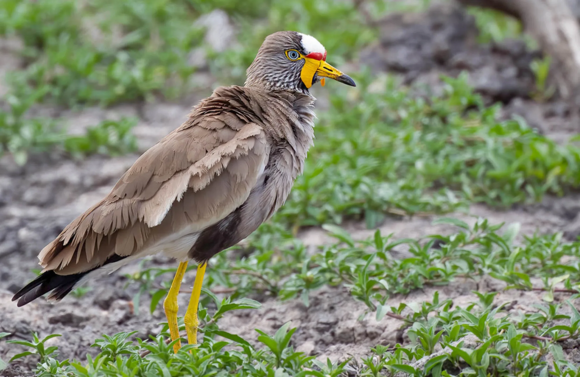 African Wattled Lapwing
