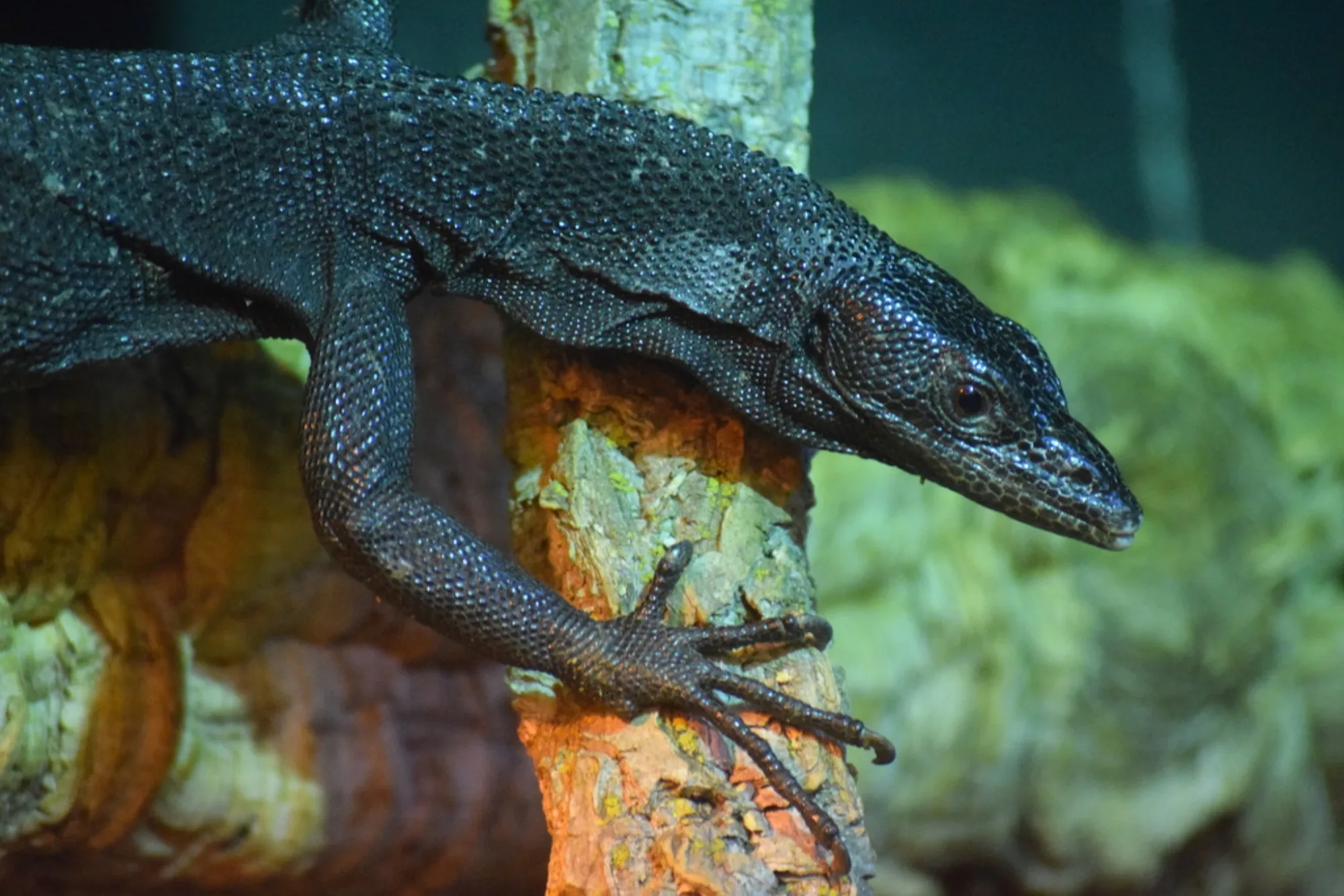 Black Tree Monitor