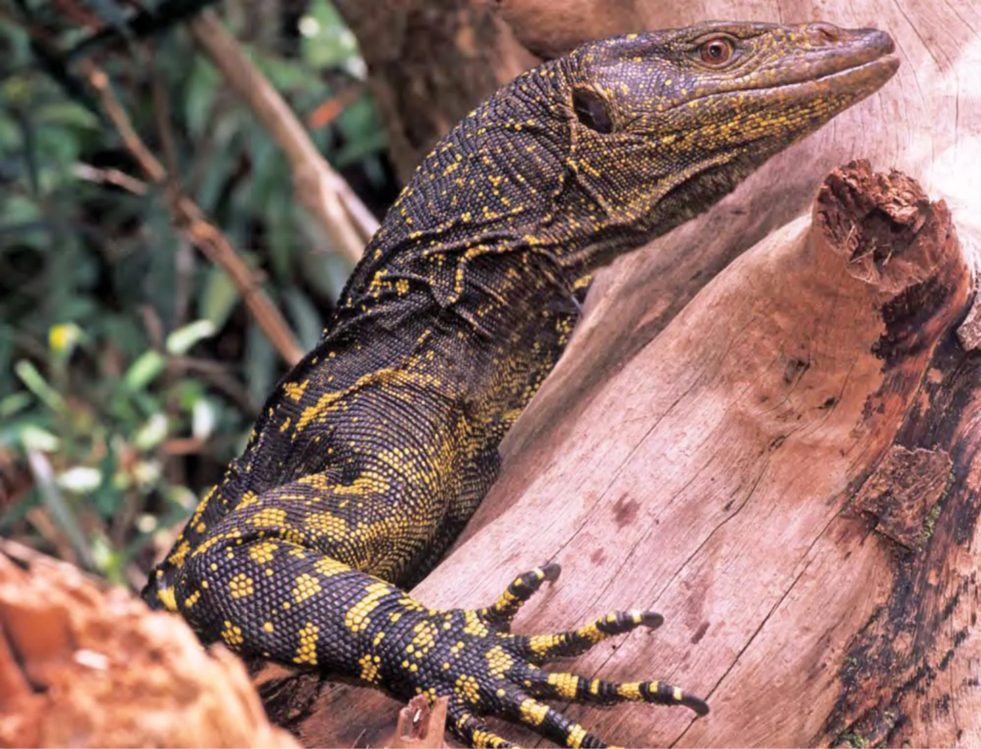 Northern Sierra Madre Forest Monitor