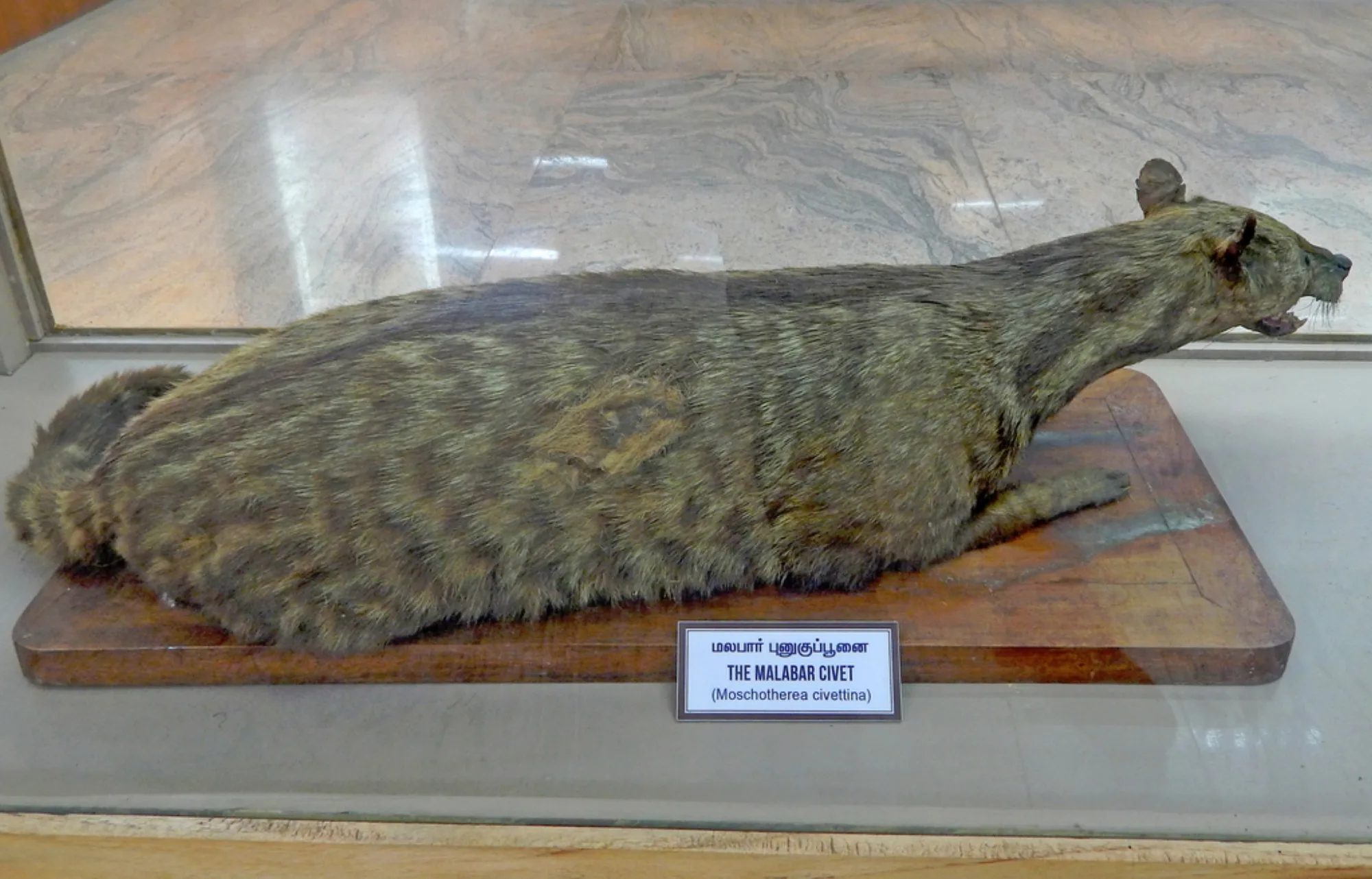 Malabar Large-spotted Civet