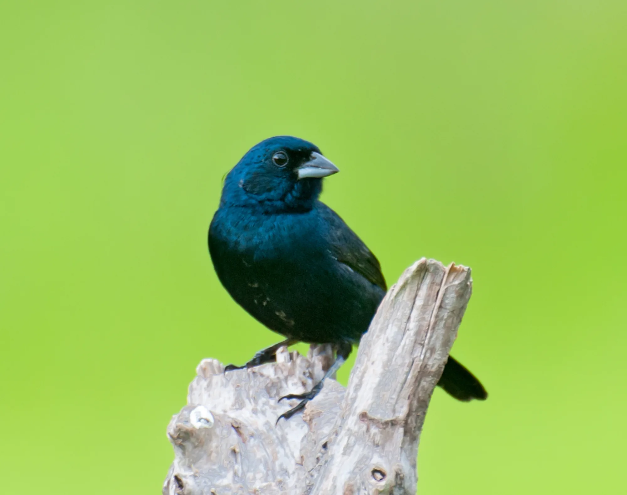 Blue-black Grassquit