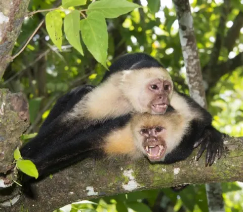 White-faced Capuchin
