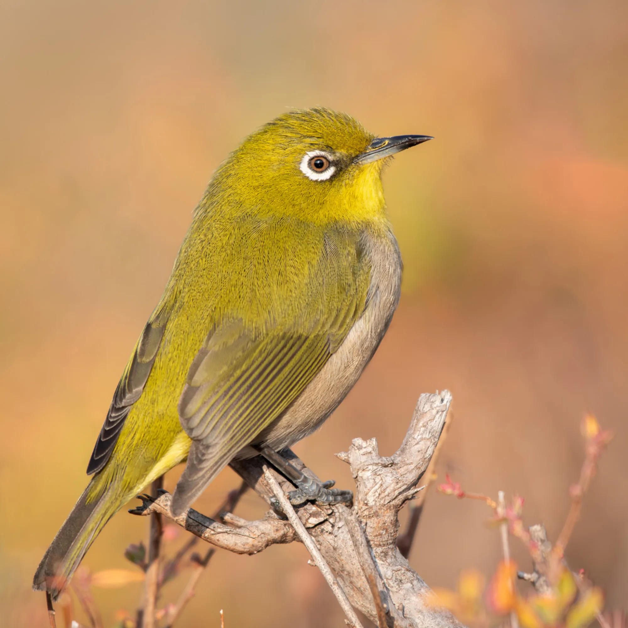 Japanese White-eye
