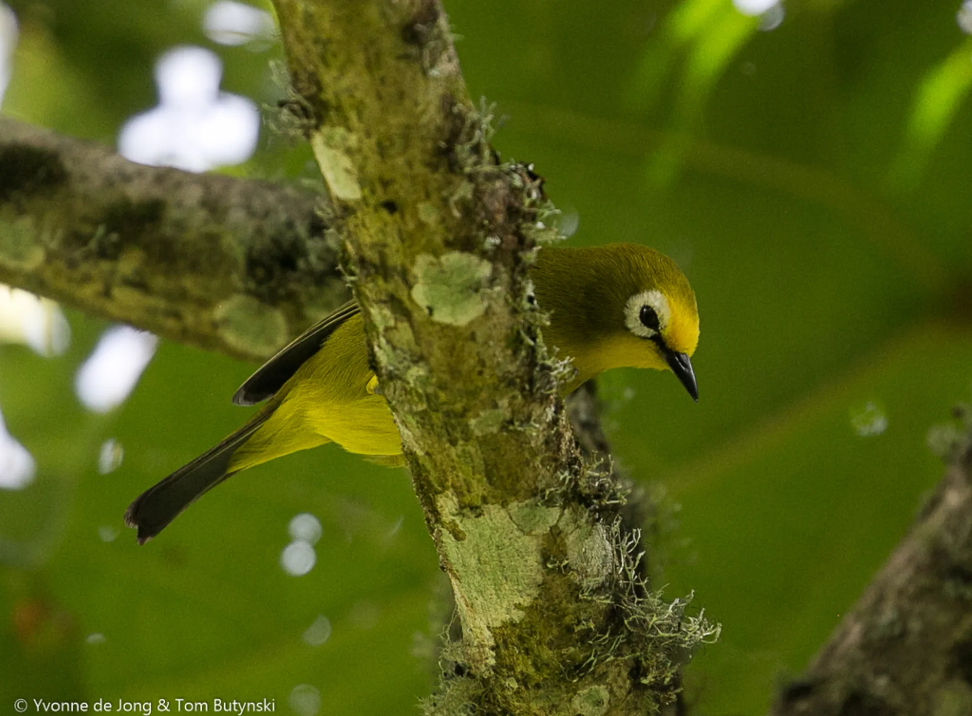 Kikuyu White-eye