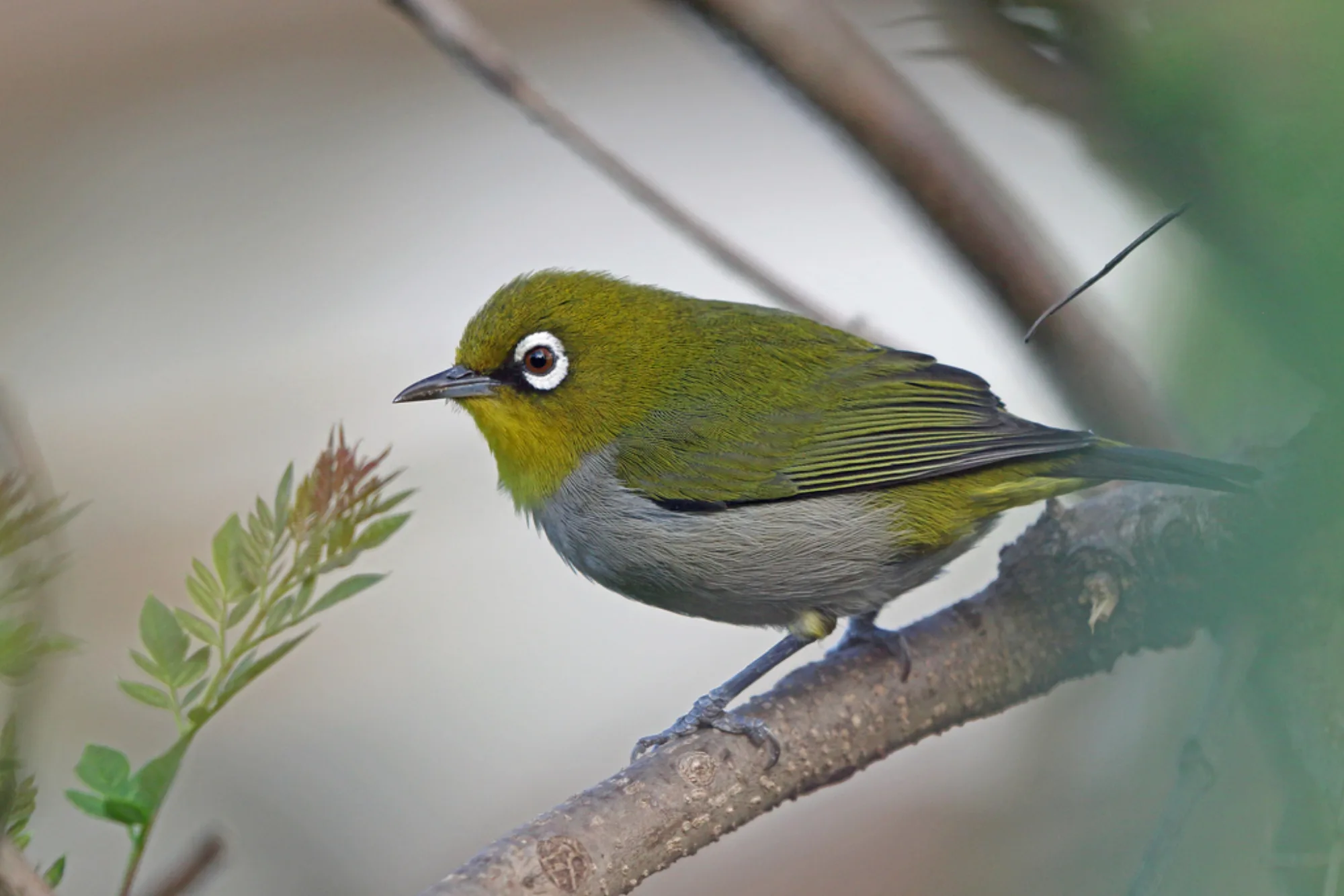 Madagascar White-eye