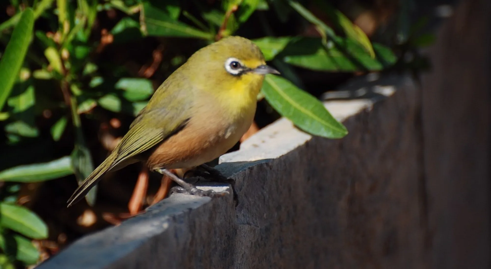 Orange River White-eye
