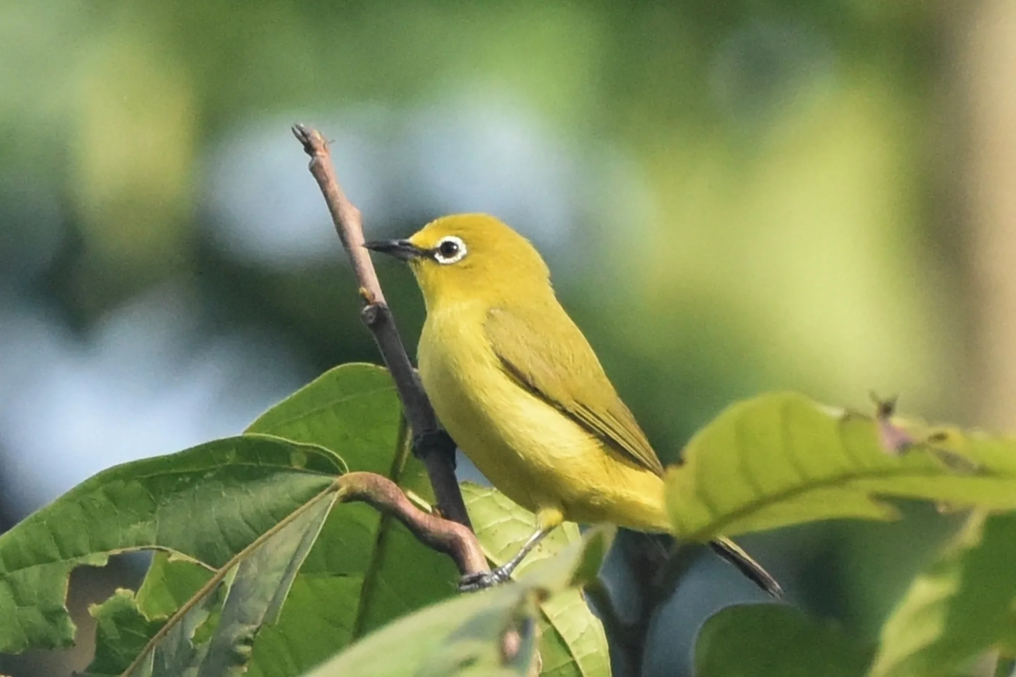 African Yellow White-eye
